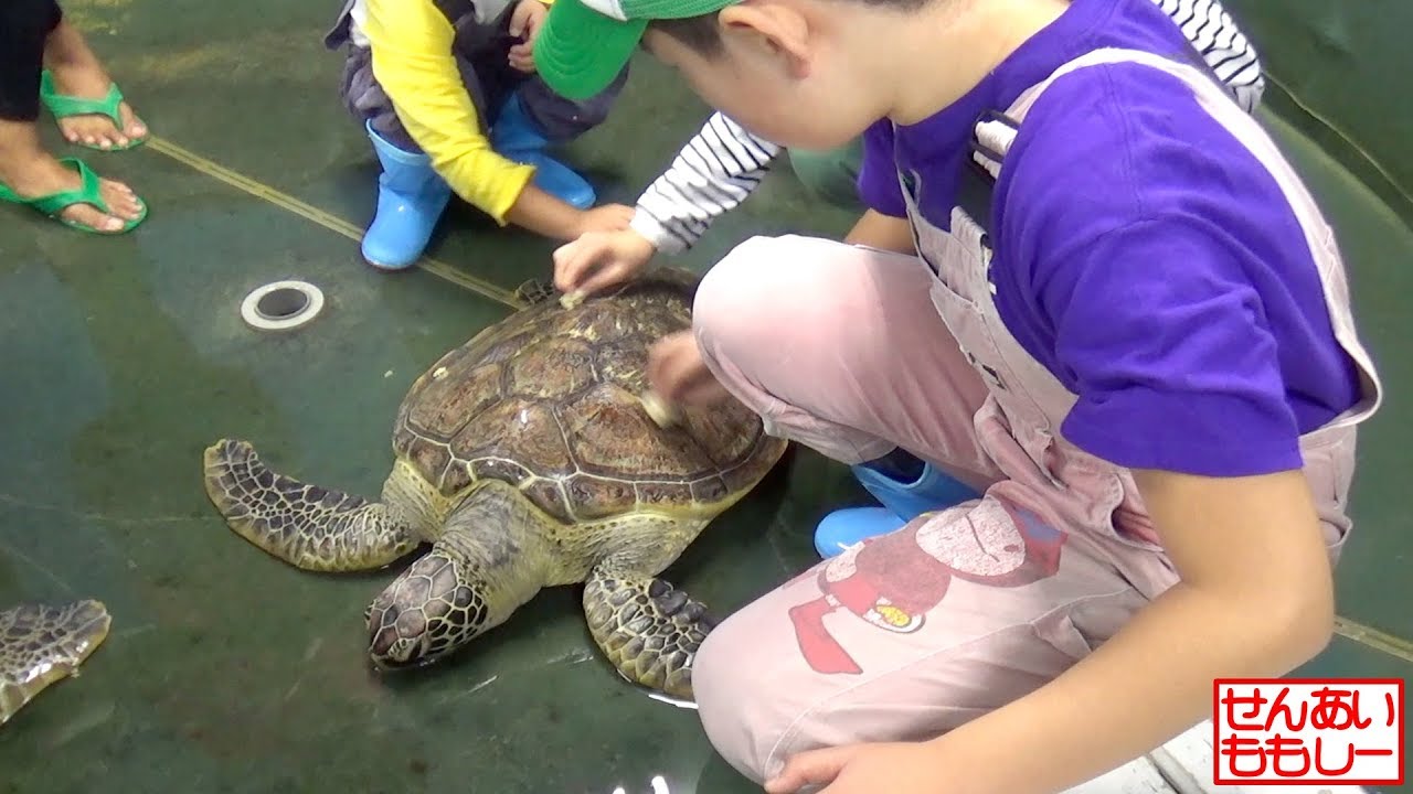 せんももあいウミガメのお世話をする Sea Turtles Okinawa