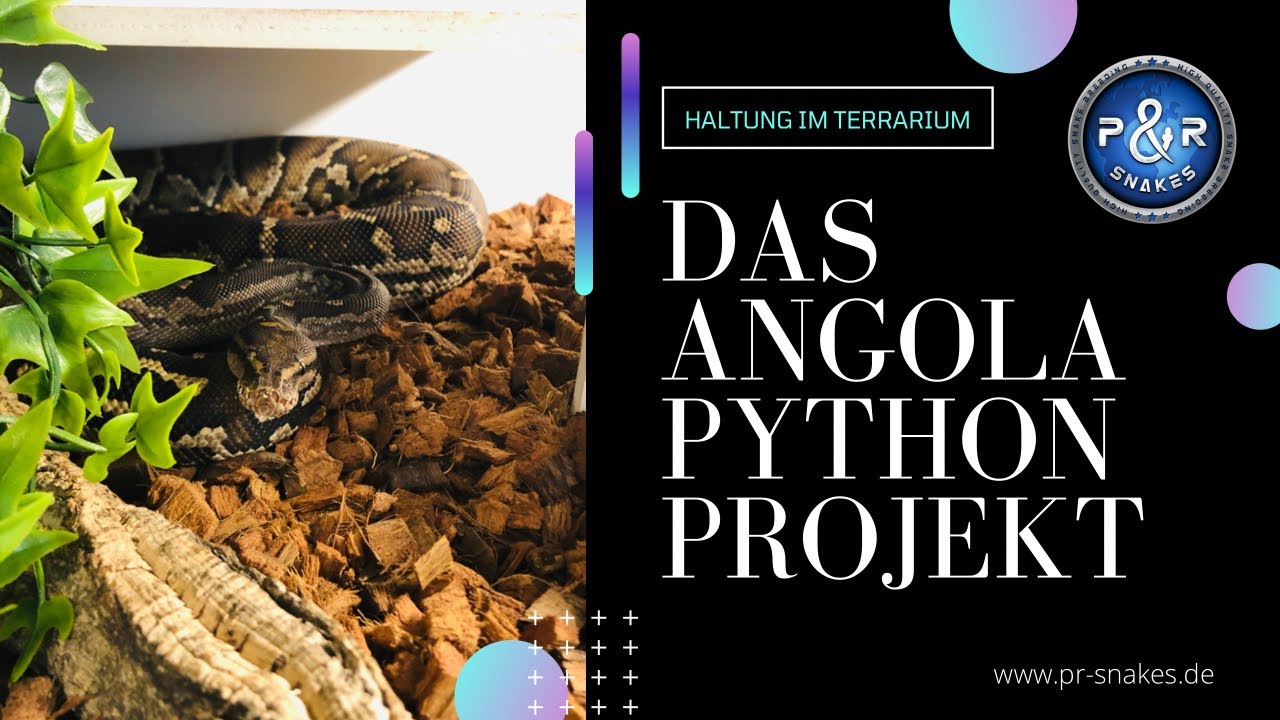Das Angolapython Projekt - Achtung bissig!