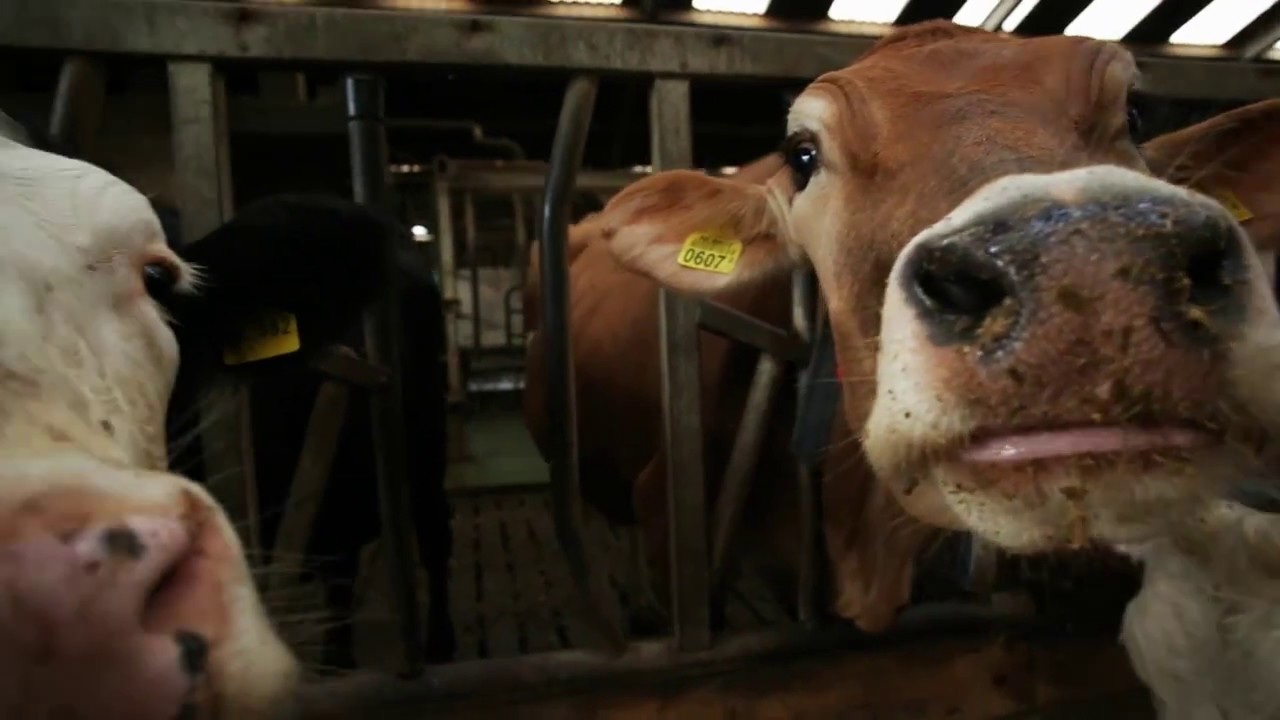 Melkveehouderij Han Krol uit Zeeland