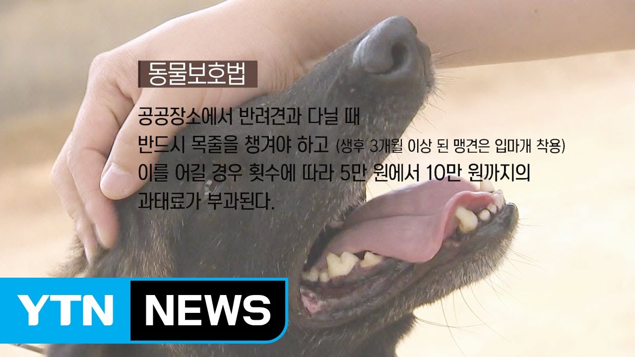 목줄 등 반려견 안전조치 소홀이 문제 / YTN