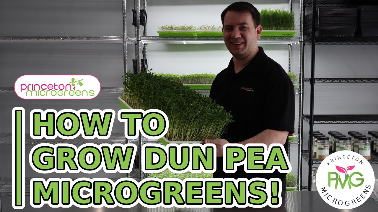 How to grow Pea Microgreens!