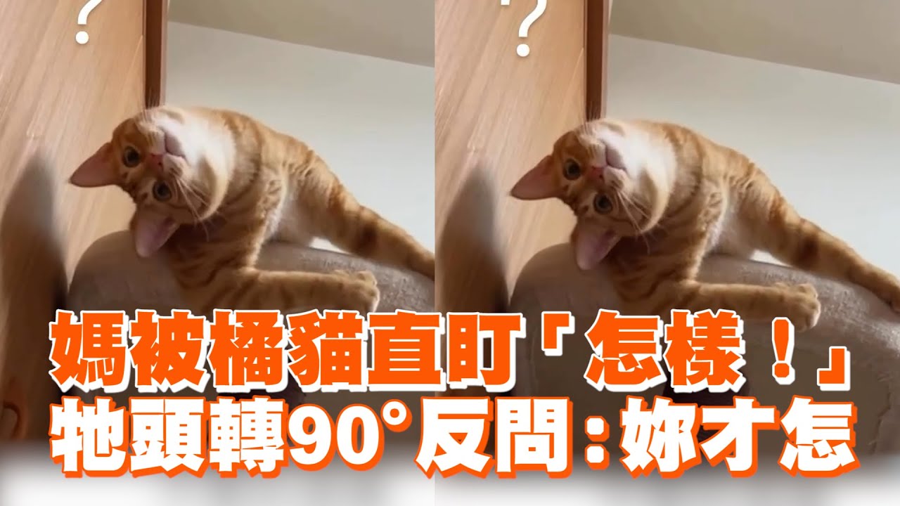 媽被橘貓直盯「怎樣！」　牠頭轉90°反問：妳才怎 ｜#寵物雲