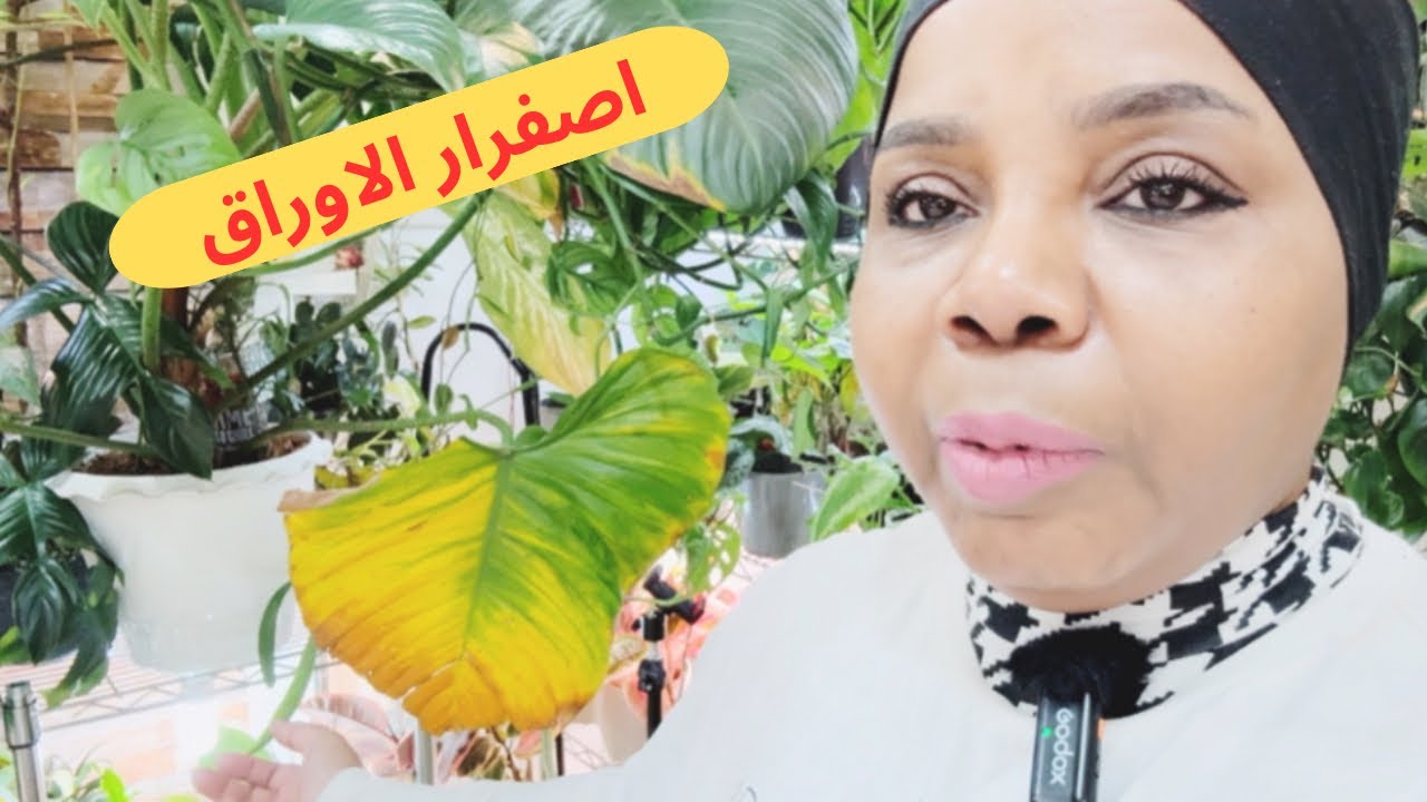 مشاكل اصفرار اوراق النباتات المنزلية والحل