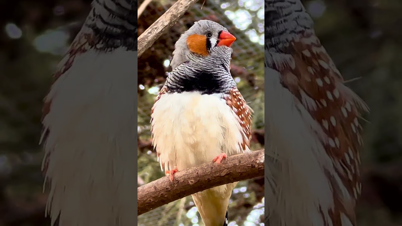 Male Zebra Finch Singing - Bird Sounds #birds #bird