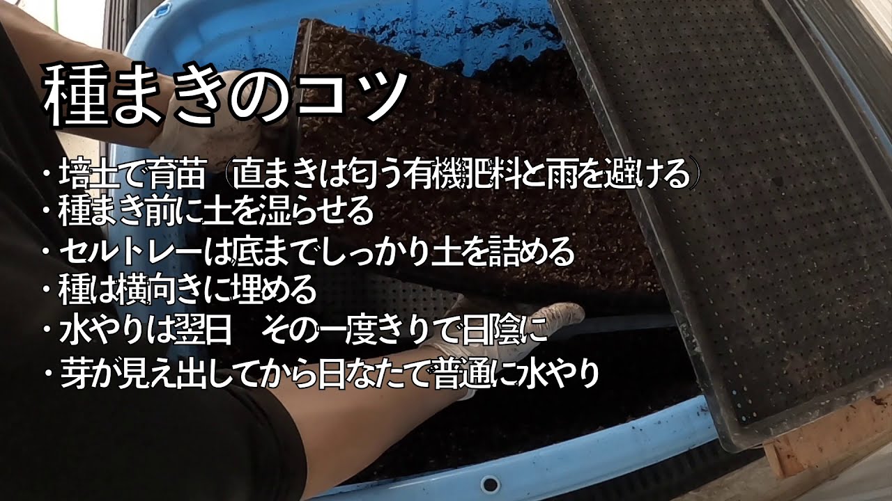 枝豆の種まき（発芽率よくきれいな苗を作る）