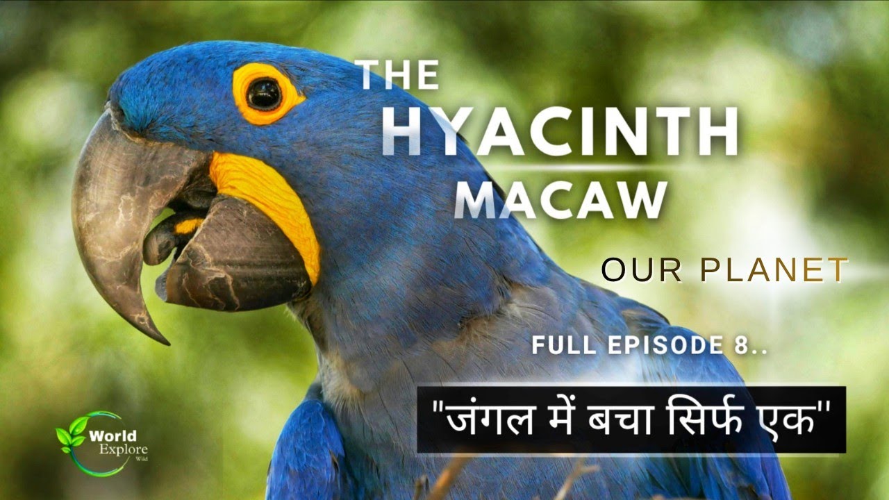 The Wild Hyacinth Macaw parrot Life | Full Series | Episode 8 | Our Planet | Hindi Documentary .