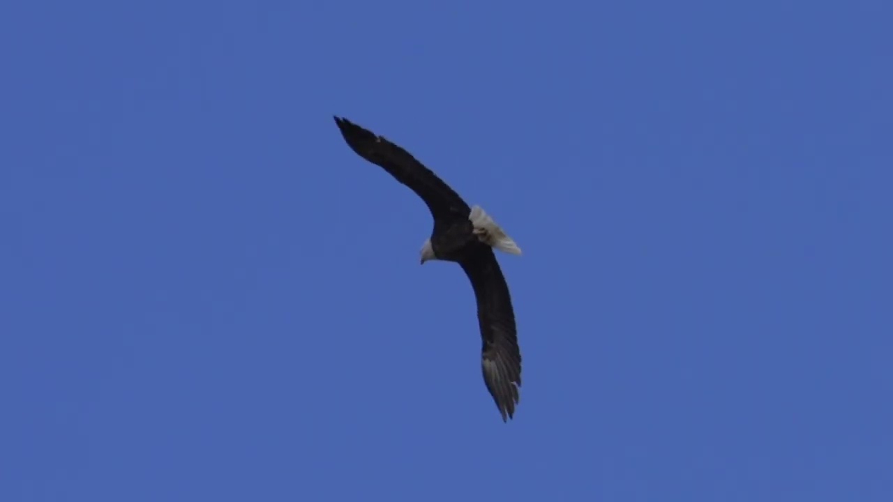 Bald Eagle in flight