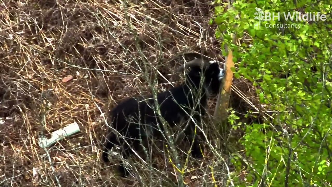 Cheddar Gorge - Wildlife Herbivore Thermal Imaging Census April 2024