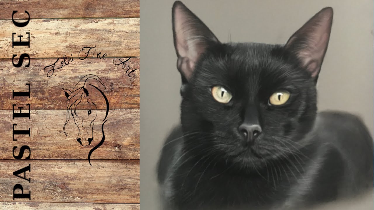 Comment Réaliser un chat noir au pastel sec, 1ère partie