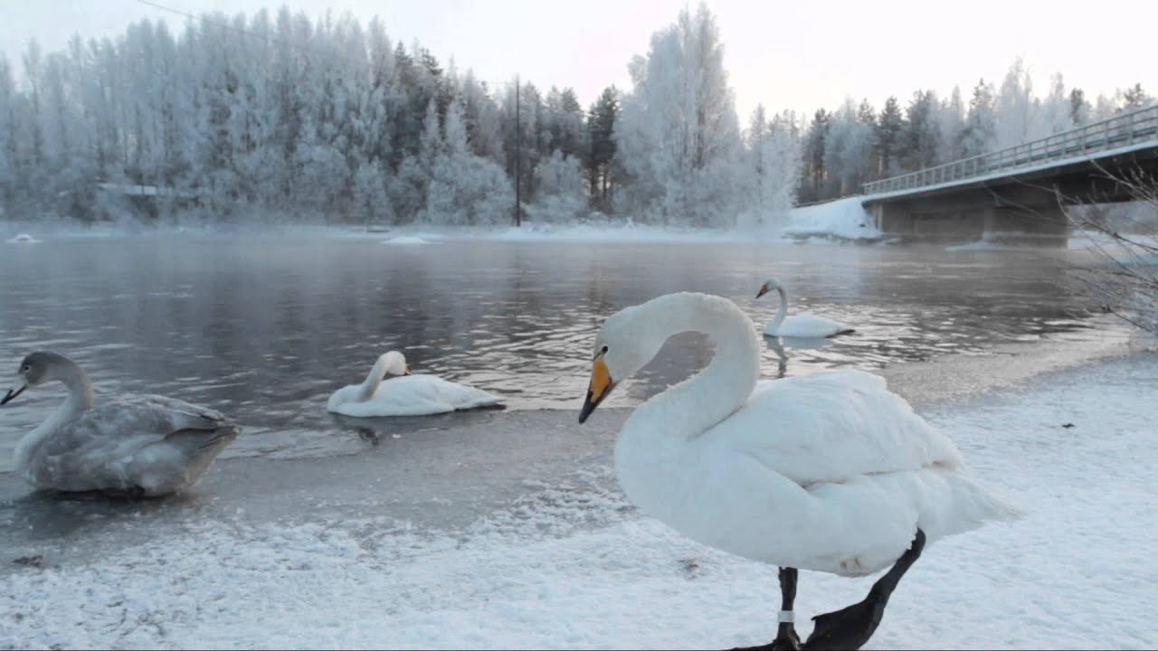 Tyyrinvirran kuuluisa laulujoutsen.