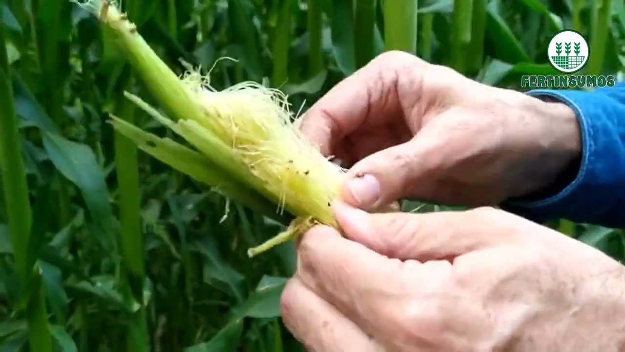 CULTIVO DE MAÍZ EN FLORACIÓN Y PLAGAS DE ESTA ETAPA