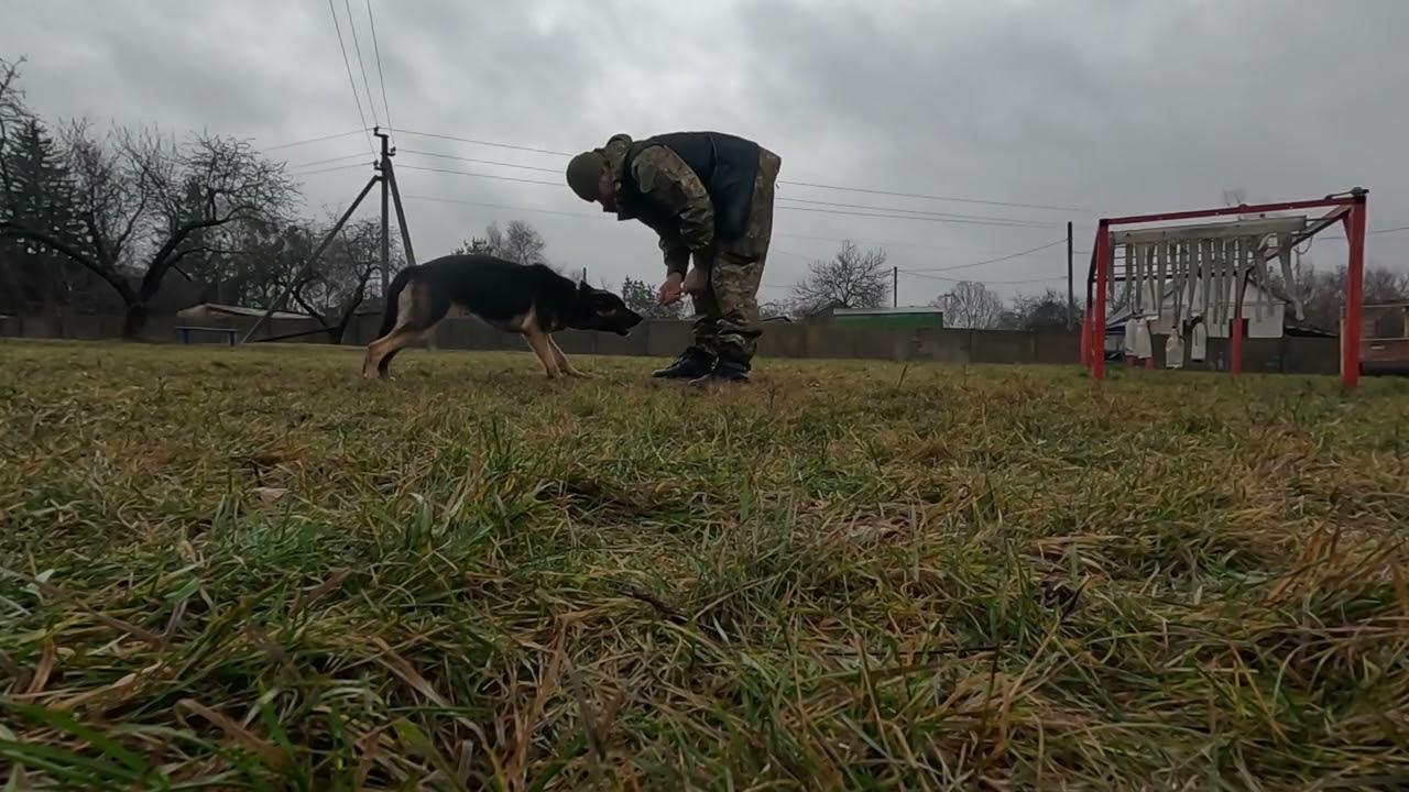 #кайдо #k9 #dogtraining #україна🇺🇦🇺🇦🇺🇦🇺🇦🇺🇦🇺🇦