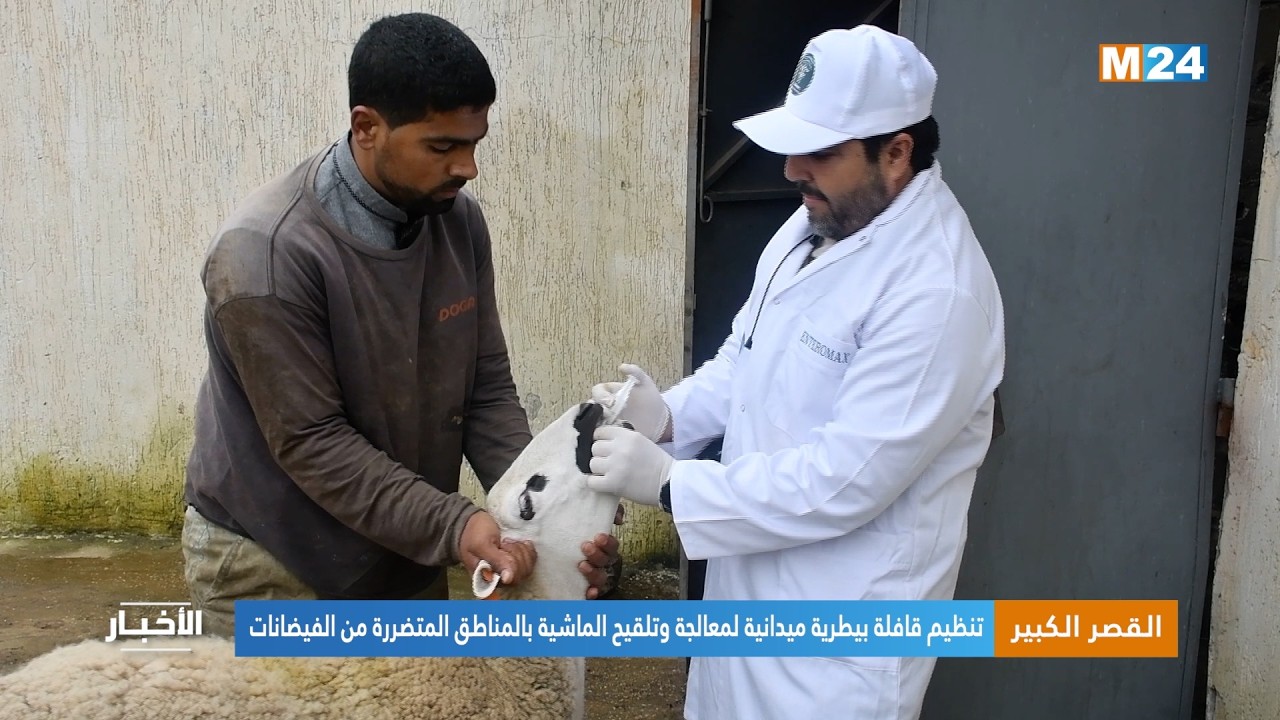 القصر الكبير.. تنظيم قافلة بيطرية ميدانية لمعالجة وتلقيح الماشية بالمناطق المتضررة من الفيضانات
