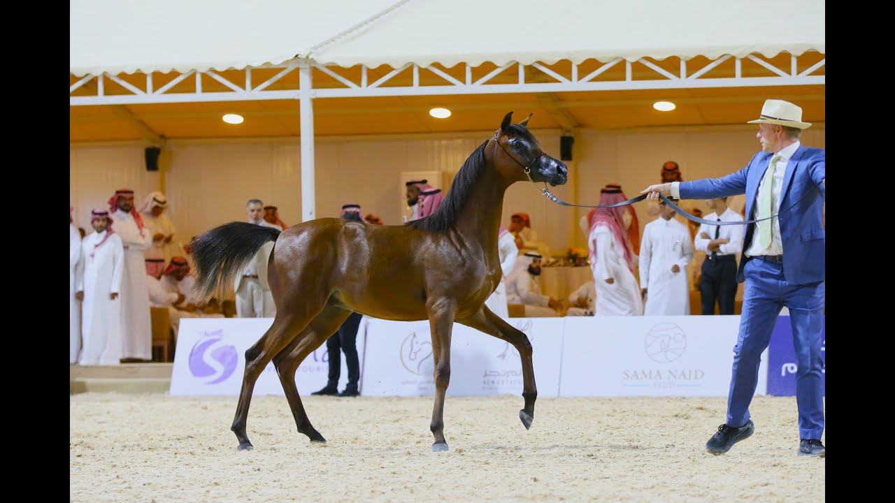 بطولة الإنتاج المحلي لجمال الخيل العربية الأصيلة 2025