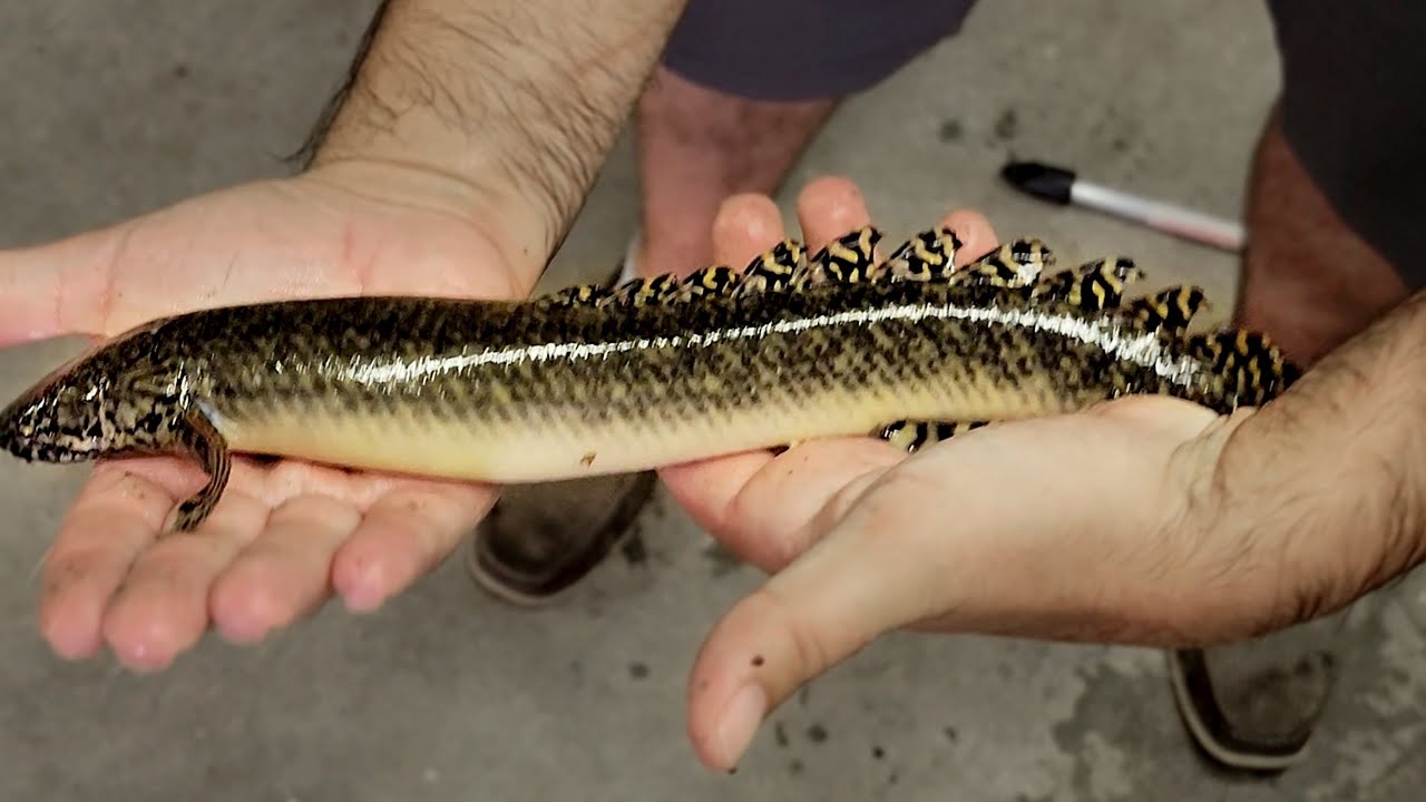 I Bought A Snake Like Fish That Is 6X Bigger Than Moby!