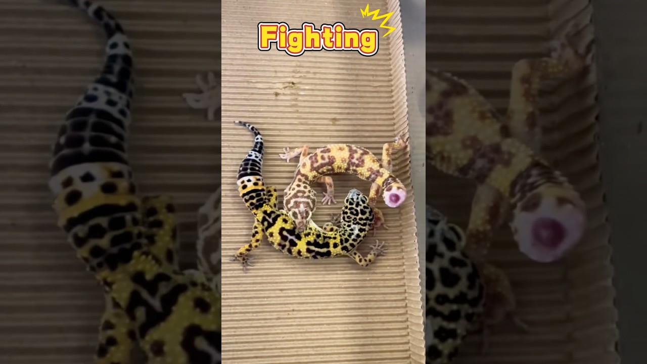 Geckos fight #pets #gecko #lizard #reptiles #fighting #leopard #leopardgecko #viralvideo