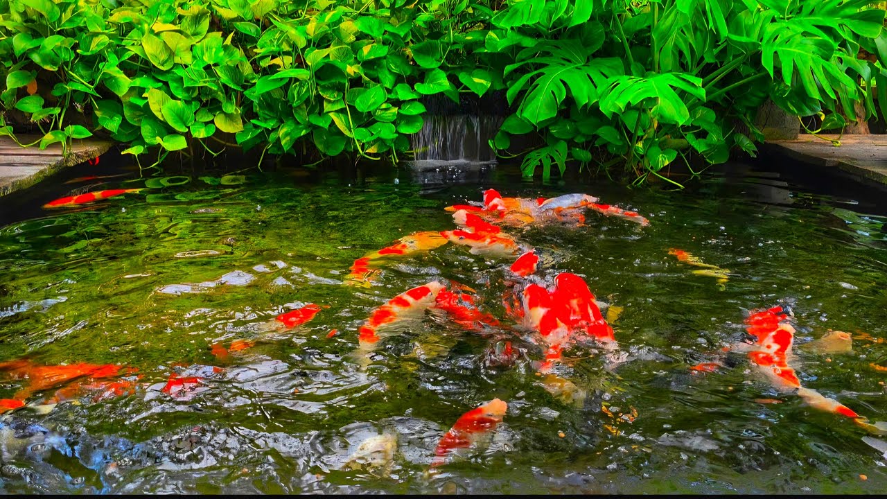 Hungry Koi Fish Feeding Frenzy 🐟 | Splashing Pond Water Sounds ASMRKenapa ini tepat: