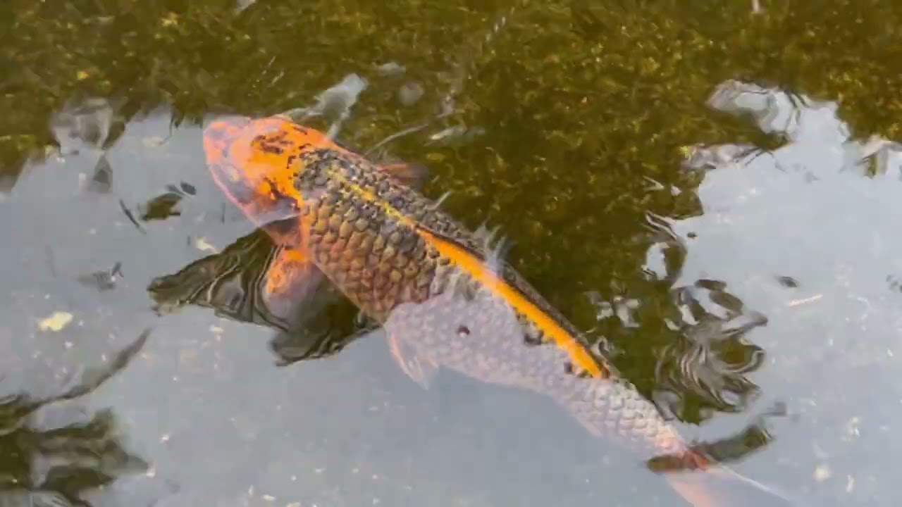 Carpas koi , tilapias y guppies silvestres juntos