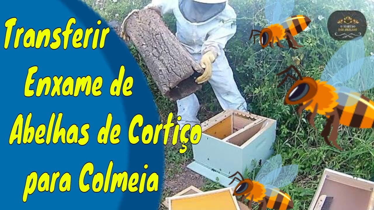Transferir  Enxame de Abelhas de Cortiço para Colmeia  @euclidessantanasantana  #yutube_videos