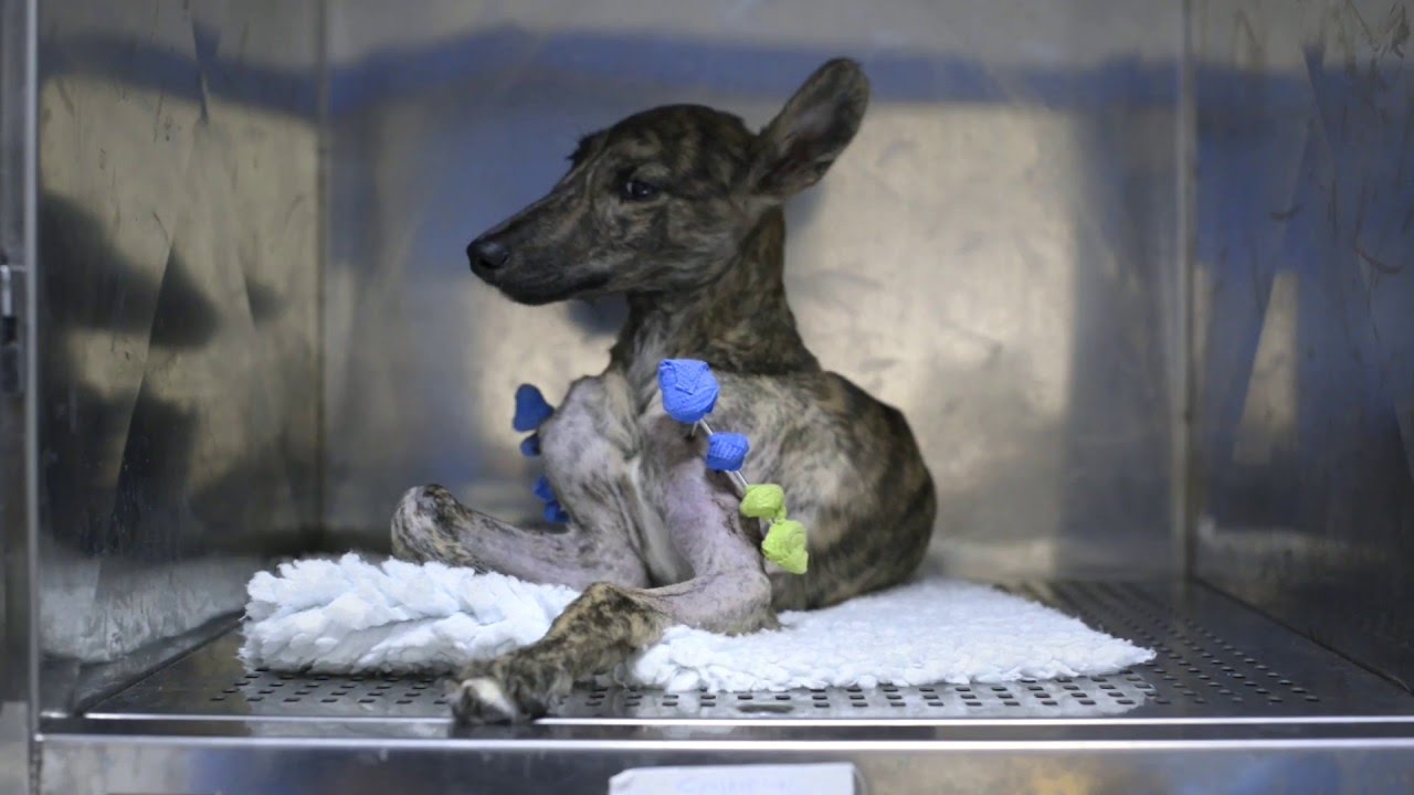 YO GALGO. A documentary film