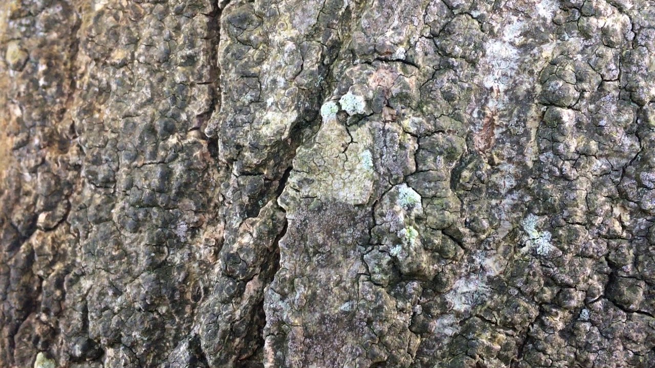 Weeping Ash - bark close up - September 2018