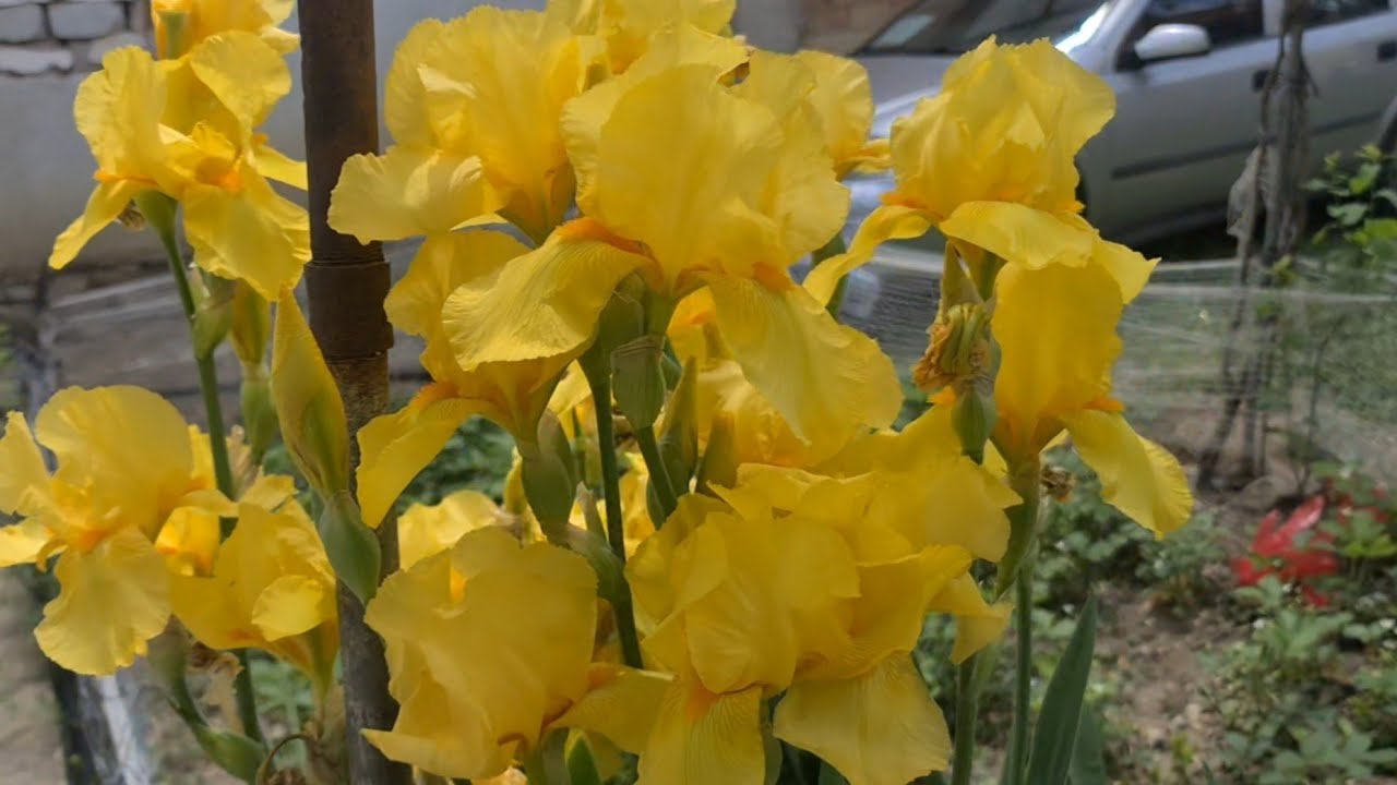 Burdur'un Bir Köyünde Haseki Küpesi Çiçekleri