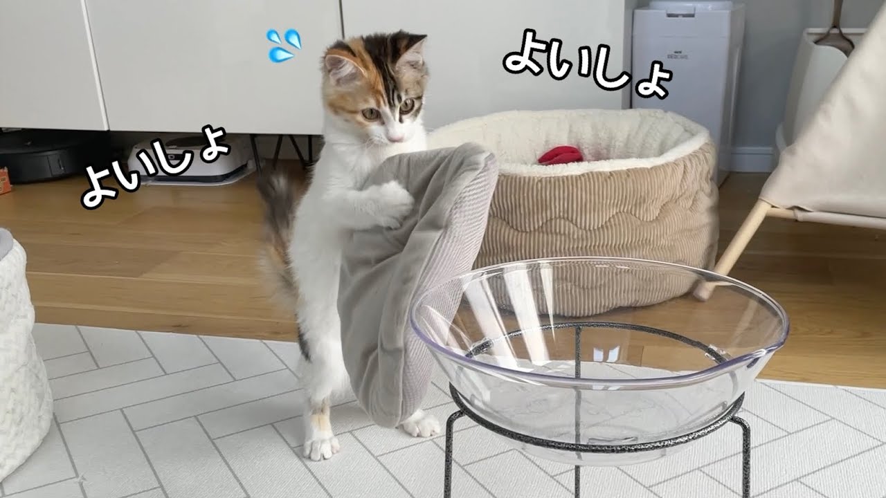 飼い主が即席で作ったベッドを置いてみたら二足歩行始めちゃった子猫w