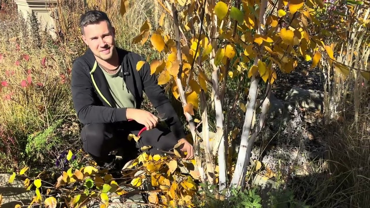 Ny&iacute;rfa alak&iacute;t&oacute; metsz&eacute;se. Egy t&ouml;bbt&ouml;rzsű himal&aacute;jai ny&iacute;r form&aacute;z&aacute;sa.