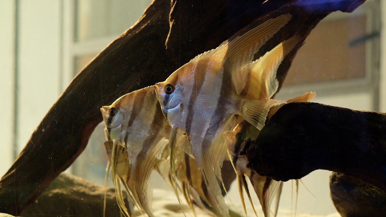Pterophyllum altum 