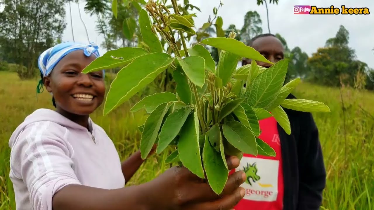 African Traditional Medicine//African Village Herbs//Manya Eddagala lyo#AfricanNyako #Acholipride