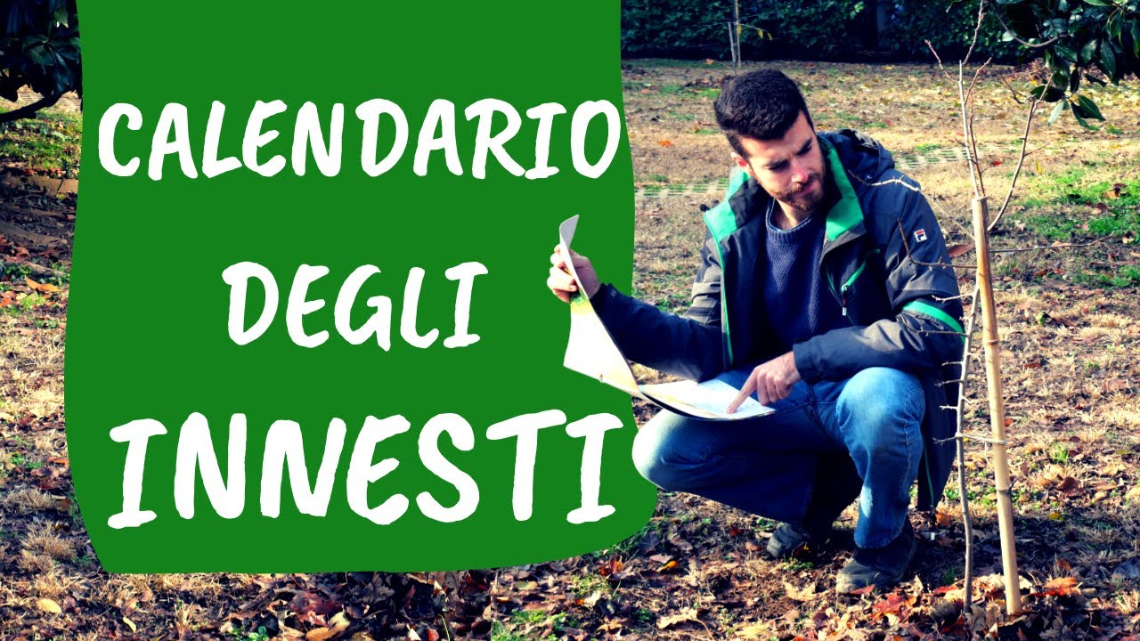 Quando innestare le piante da frutto: il CALENDARIO degli INNESTI