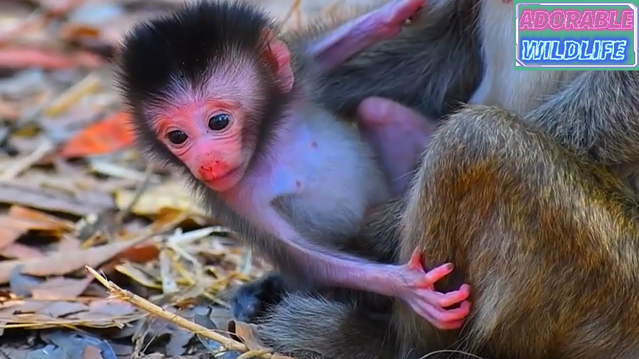 Tiny young mommy monkey trying to care baby