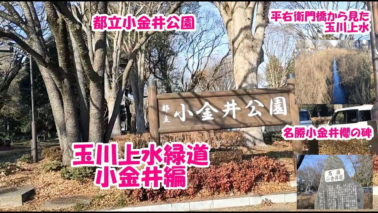 【玉川上水緑道　小金井編 2】玉川上水緑道シリーズ　第6弾　玉川上水緑道小金井エリアの動画のパート2です。　今回は、新小金井橋から小金井公園東口まで歩いています。
