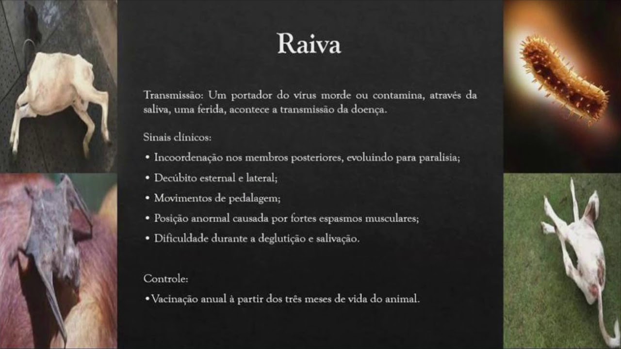 Cabras e suas doenças mais comuns