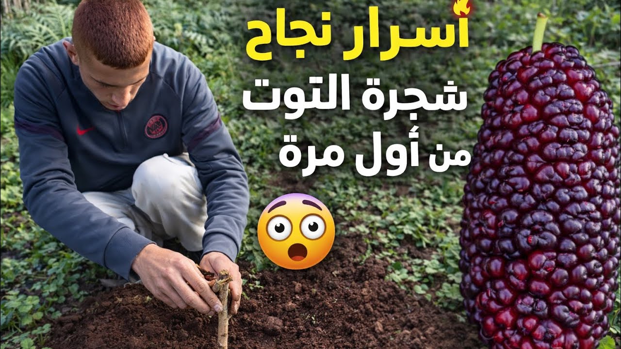 سر نجاح زراعة التوت فالأرض 😱🌳 الطريقة لي كتخليه يكبر بسرعة ويعطي إنتاج غزير!