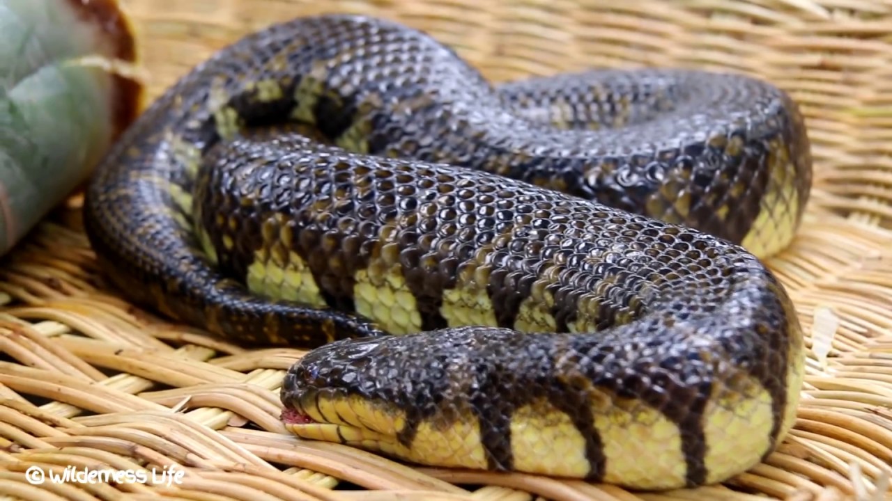 Catch n Cook Biggest Snake - Cooking Biggest Snake Recipe then Eating Delicious