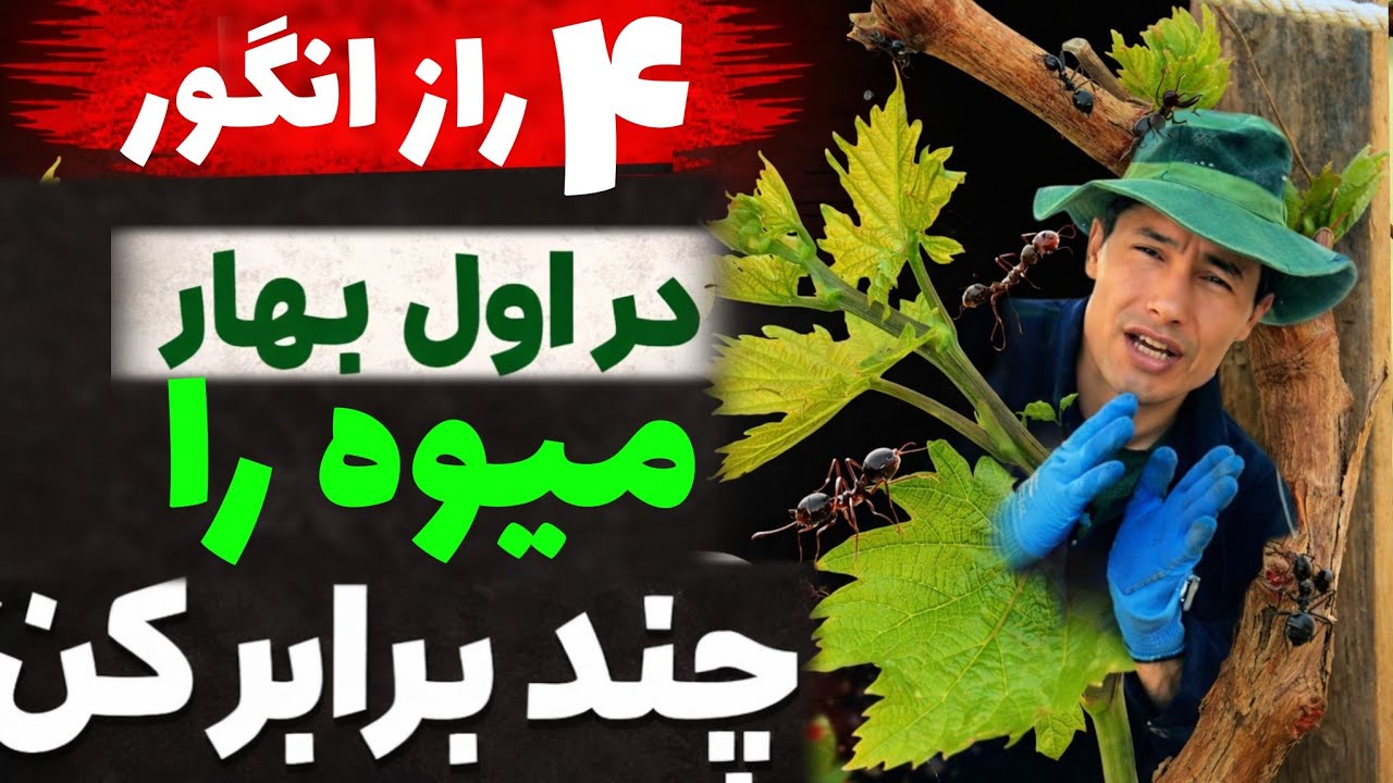 درخت انگور داری؟ این۴ کارو همین حالا انجام بدی/ راز میوه زیاد و باکیفیت 