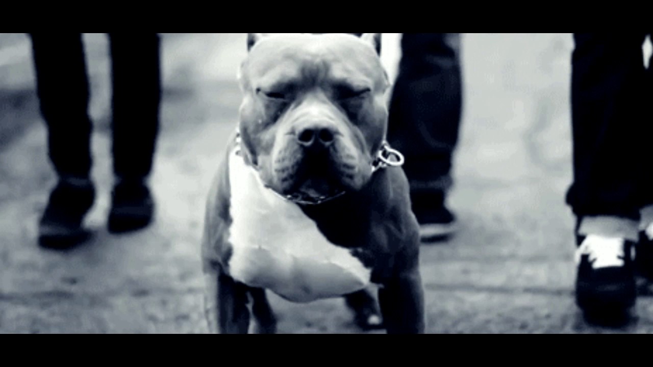 JONA - ANIMAL