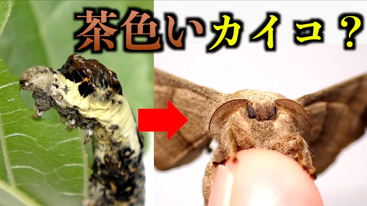 野生のカイコを発見したので飼育してみた結果...