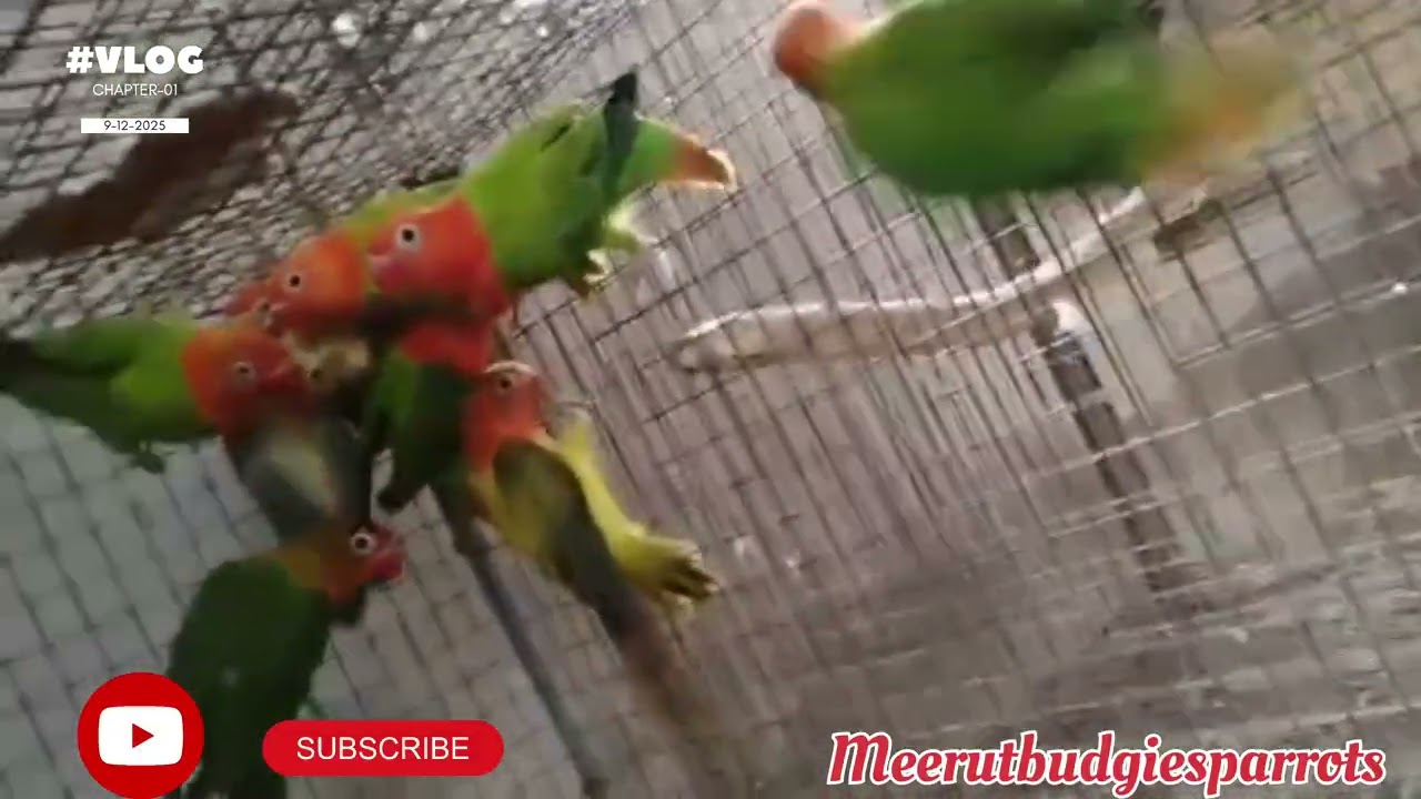Love birds❤🐦🐦 @Meerutbudgiesparrot #birds #lovebirds #viral #trending 