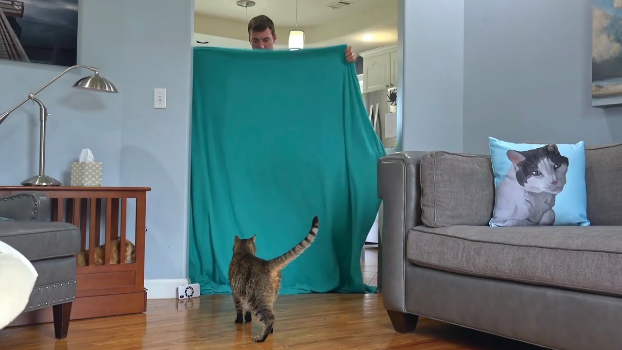 Cat Reacts To Magic Trick With Blanket