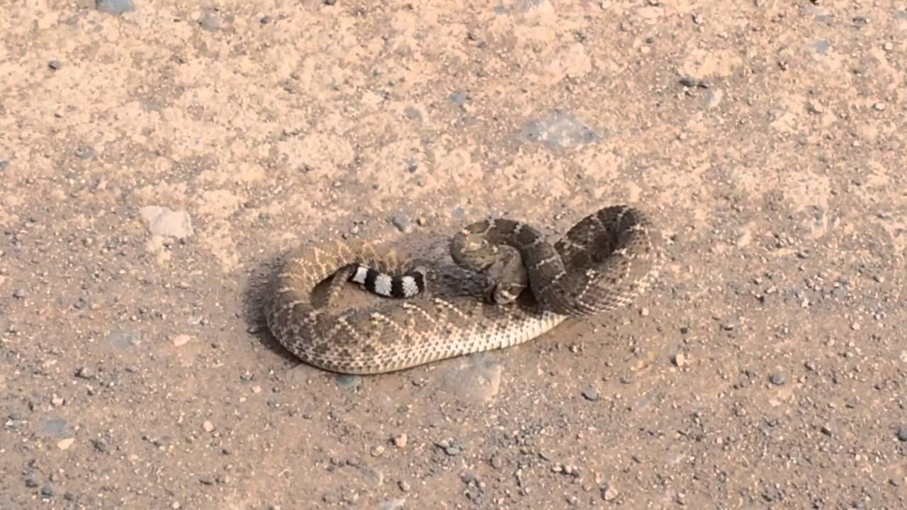 Rattlesnake hissing