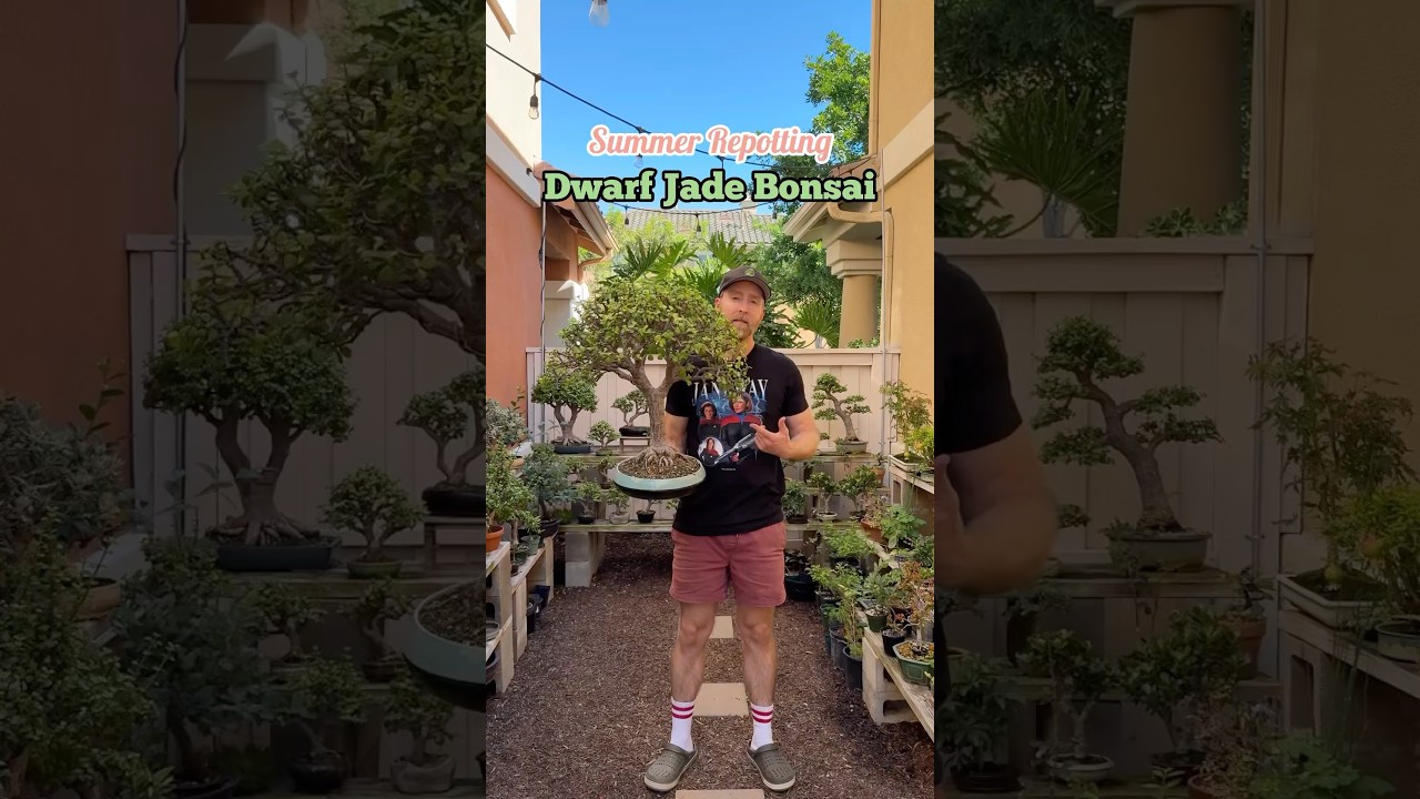 Dwarf Jade bonsai repotting tutorial #bonsai #howtobonsai #portulacariaafra #dwarfjadebonsai