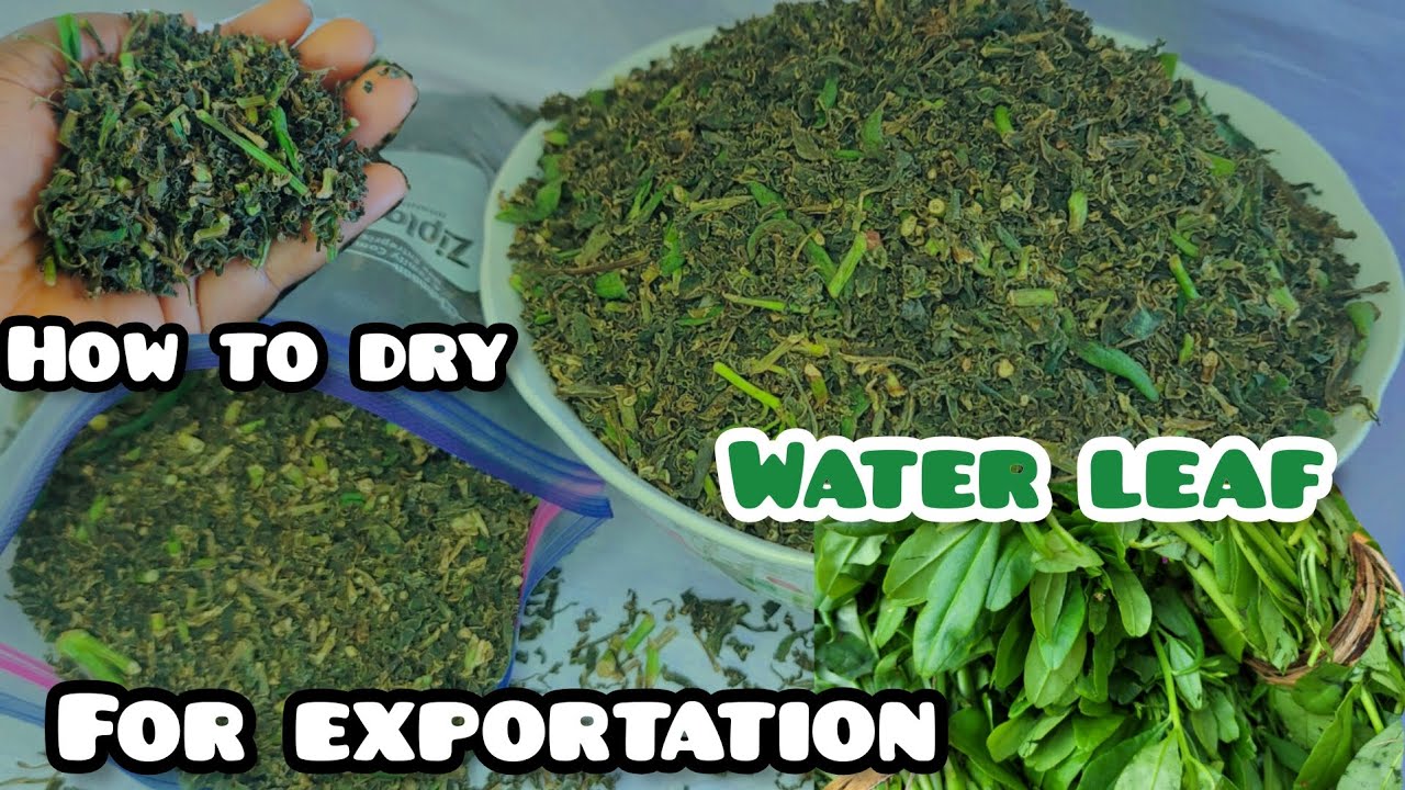 How to dry water Leaf for Exportation.
