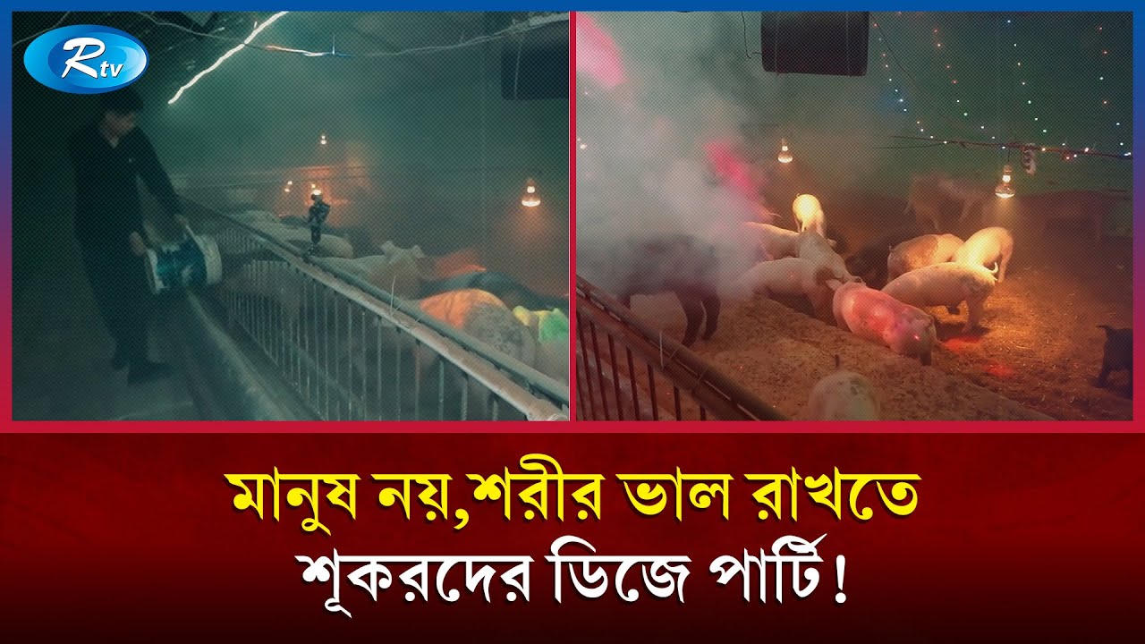 শূকরদের শরীর ভাল রাখতে খামারে চলে ডিজে ডান্স | Pig farm DJ dance, | Rtv Newss
