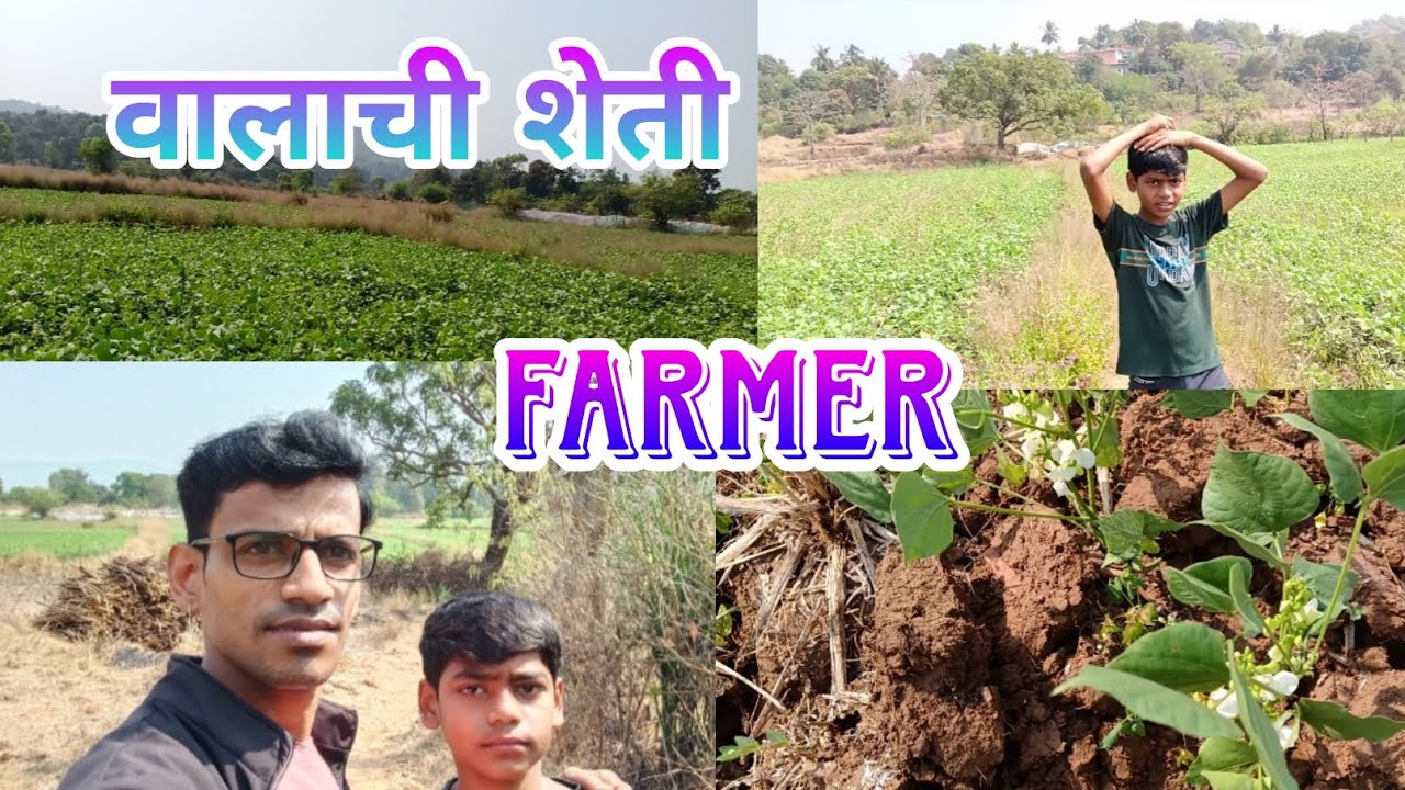 कोकण वालाची शेती | Farmer valachi sheti 🫛100% natural | Village life #kokan #kokani #viral #shorts 
