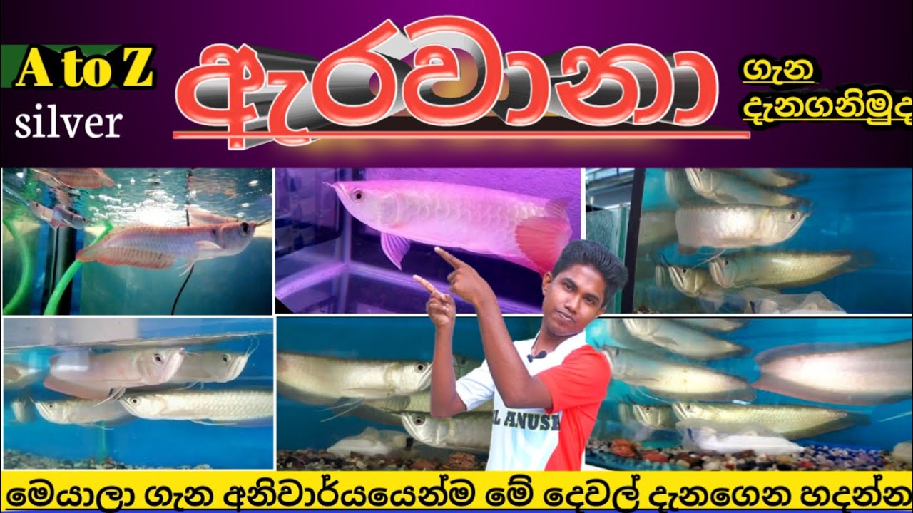 Arowana fish care in sinhala | #Silver | Lucky fish | Arowana fish tank | Arowana fish tank setup