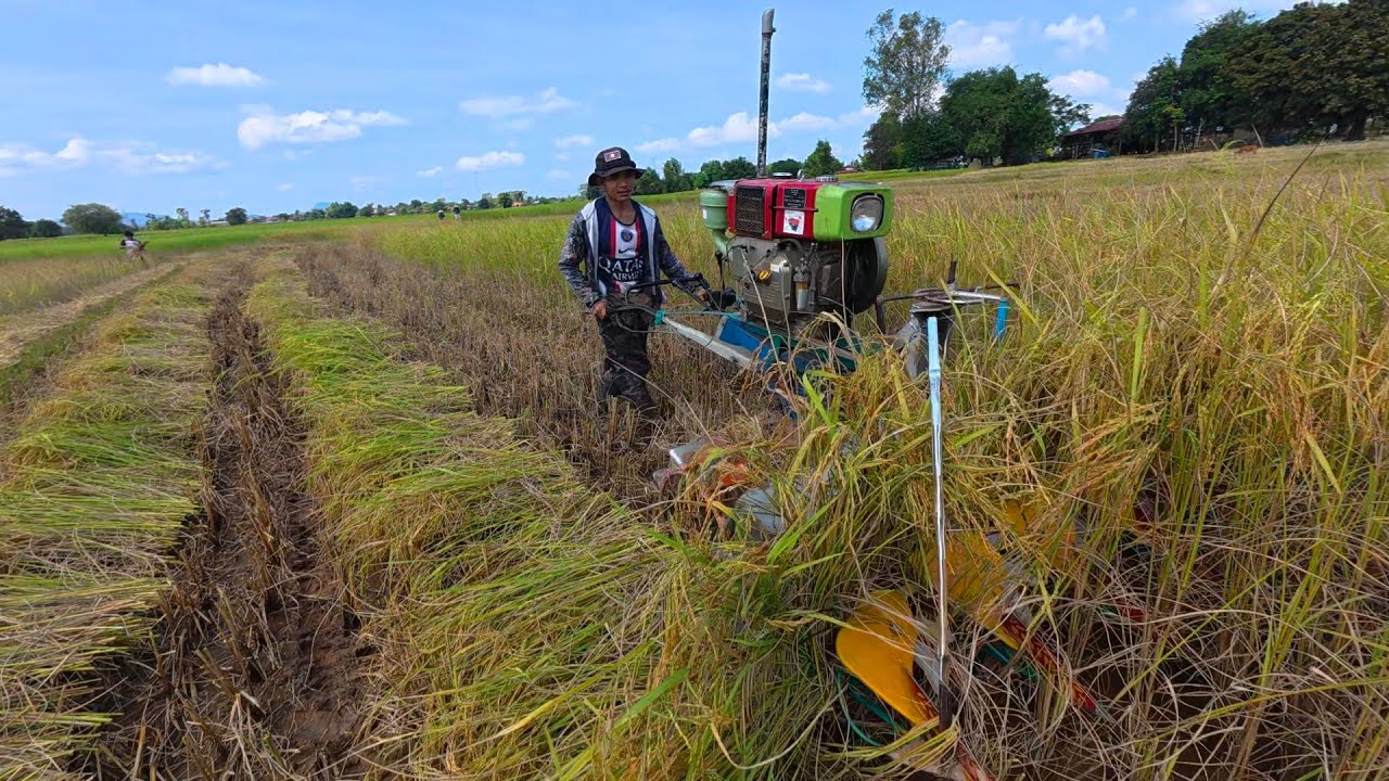 เครื่องจักเก็บเกี่ยวข้าว//ເຄື່ອງຈັກກ້ຽວເຂົ້າ Hieng บ่าวเฮียง คนหากิน