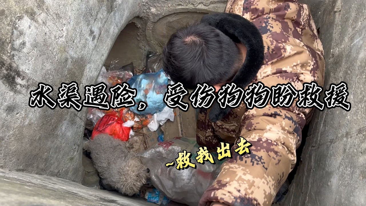 大風天！受傷狗狗掉落水渠，瑟瑟發抖等待救援