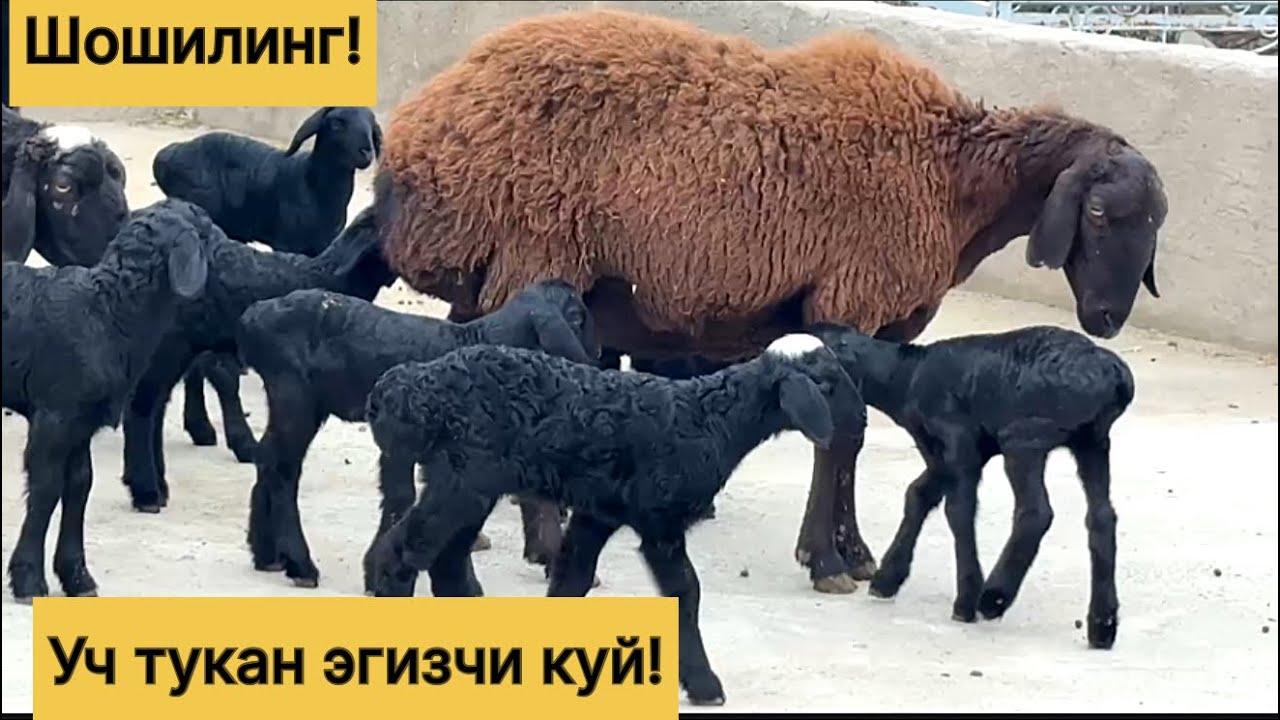 Ут туккан эгизчи куйлар! 886787117☎️